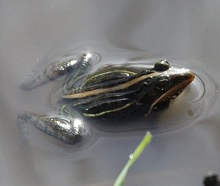 Maskaren Grasfrosch (Ptychadena mascarensis)